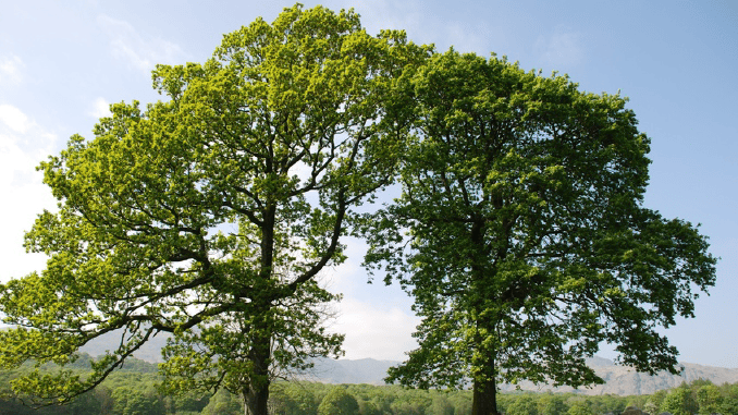 Environmental Consultants